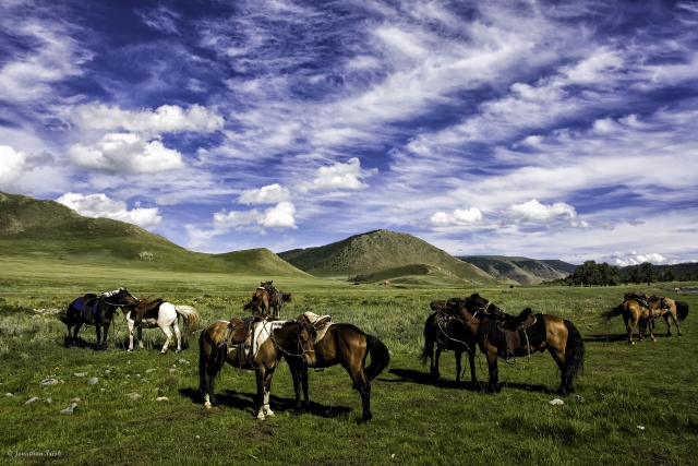  Caballos comiendo y descansando duranle una sesión de equitación 
