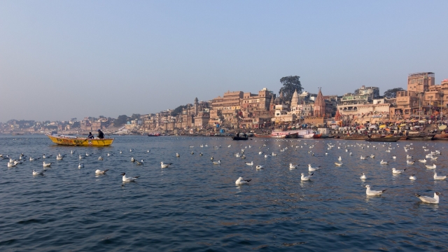  Paseo en barco, pájaros volando y la ciudad al fondo 