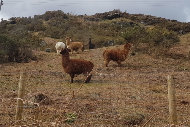  Preciosas llamas 
