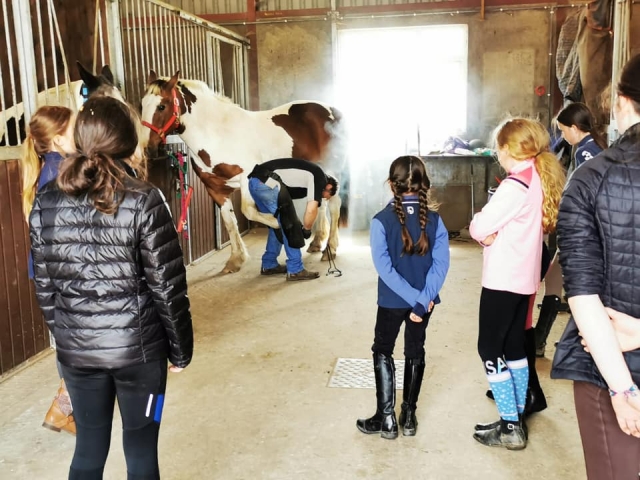  Acaricia a nuestros encantadores caballos y ponnys 