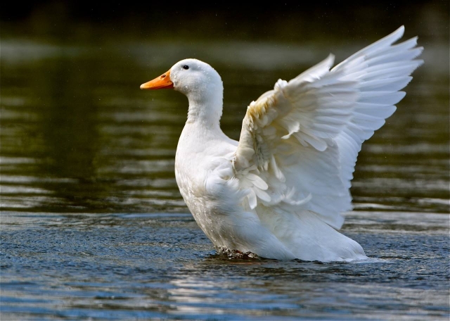  Precioso cisne