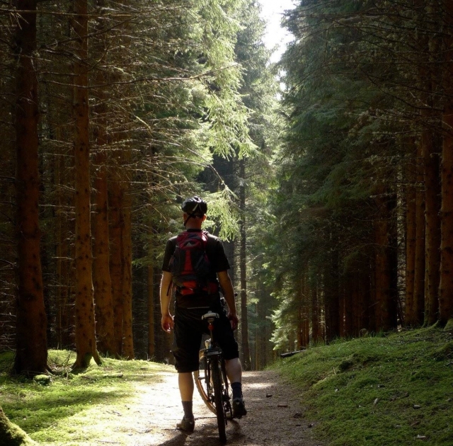  Explora el interior del bosque 