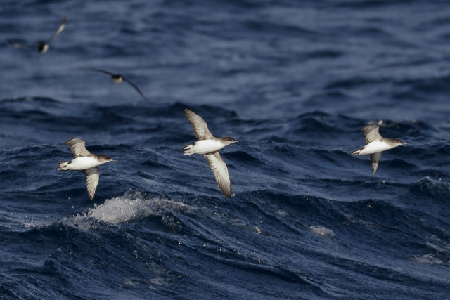 Aves marinas en abundancia 
