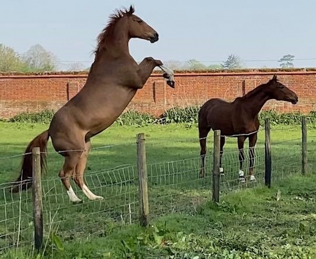  Nuestros hermosos y cariñosos caballos 