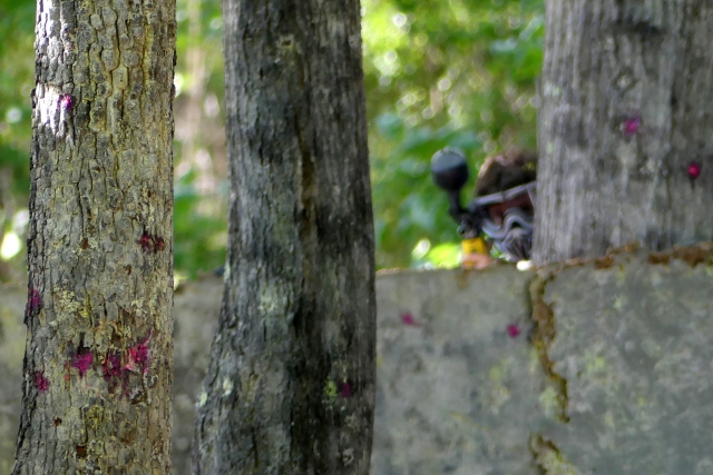  Esconderse en el bosque 