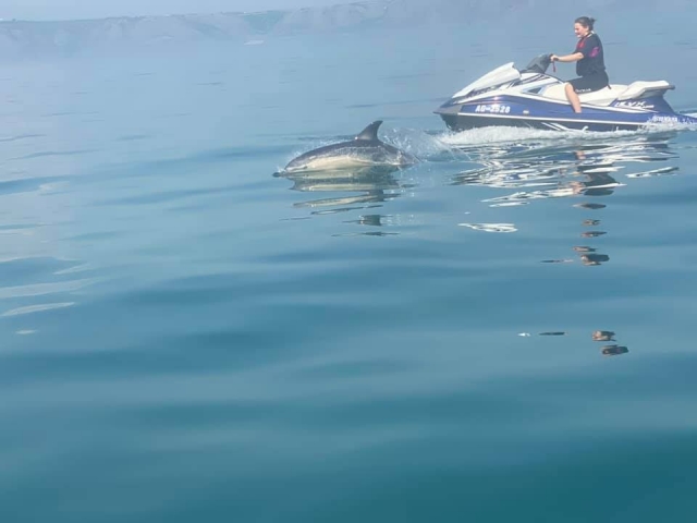  Chica en la jet ski con un visitanle amigable 