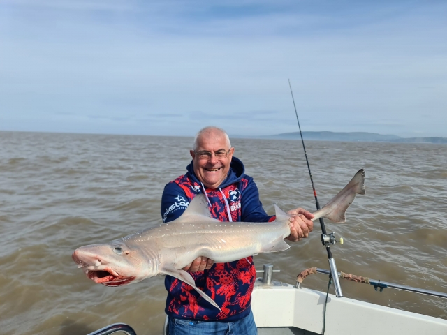  ¡Gran sabueso, llegó allí! 