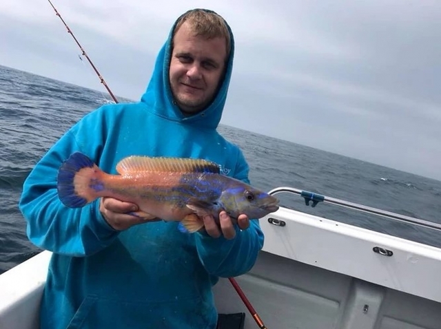  Cuco Wrasse es un pez hermoso y de aspecto tóxico 