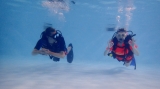 Descubre el buceo (teoría+alberca+orilla) Plymouth 1h