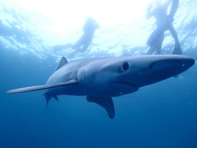  Los tiburones azules son amigables