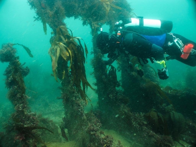 Explorando la vida bajo el agua 