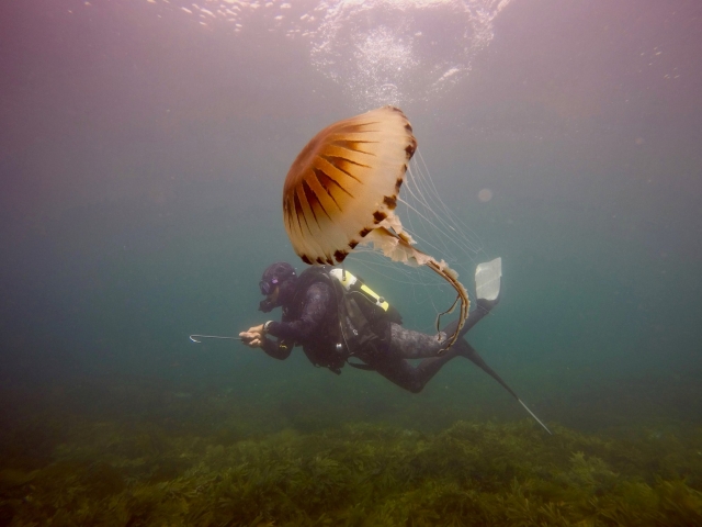  Medusas