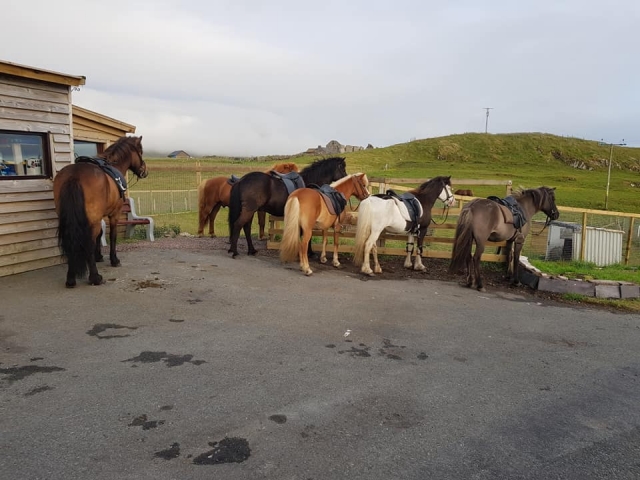 Amamos a nuestros caballos 