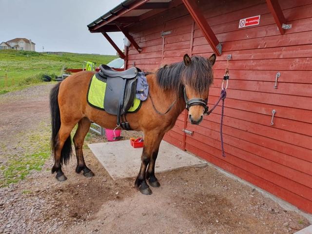 Le encantarán nuestros caballos 