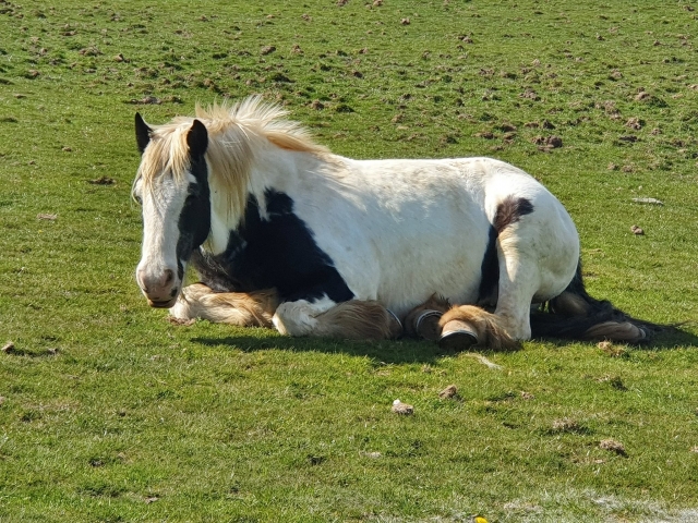  Nuestros caballos son los mejores 
