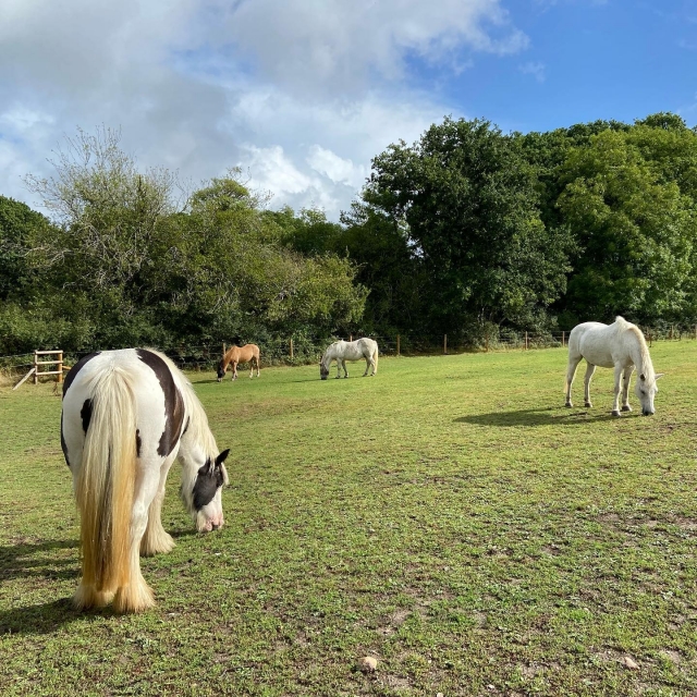  Tours de piratería en New Forest 