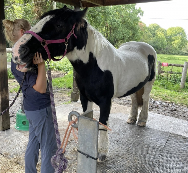  Nos encanta cuidar de nuestros caballos 