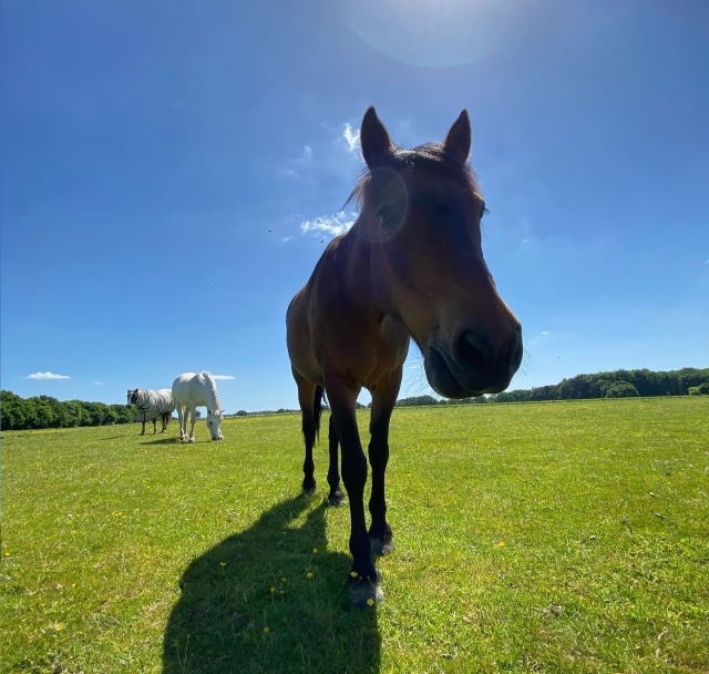 Caballo curioso 