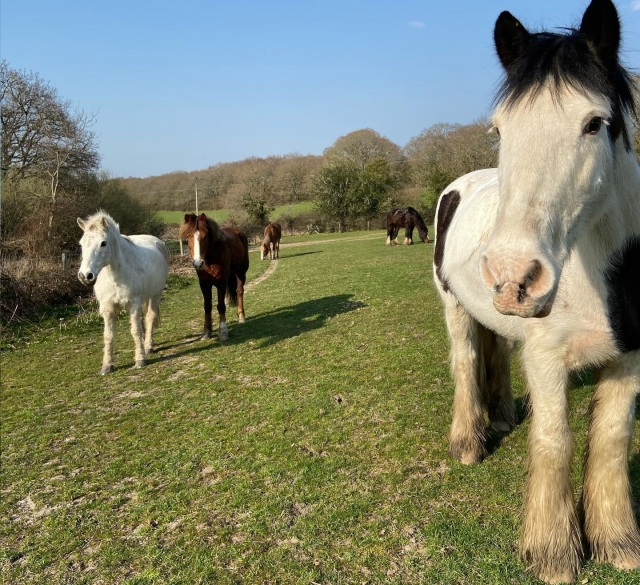  Tenemos los caballos más hermosos