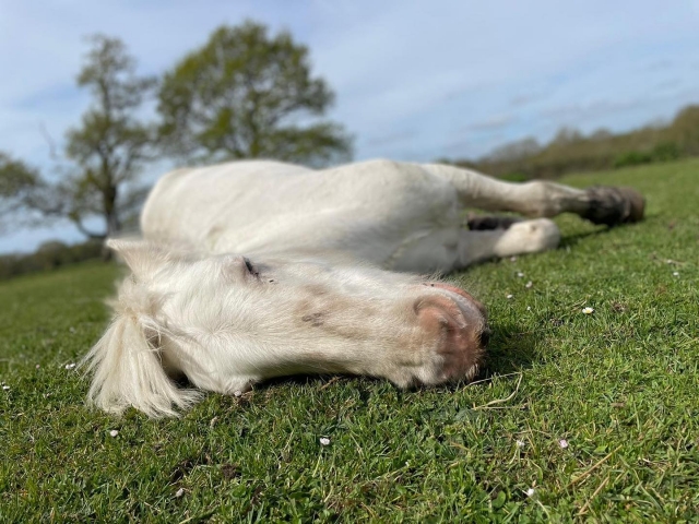 A nuestros caballos les encanta tomar una siesta 