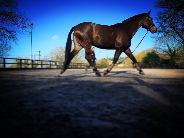  Tenemos los mejores caballos 