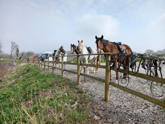  Tenemos los caballos más cariñosos 