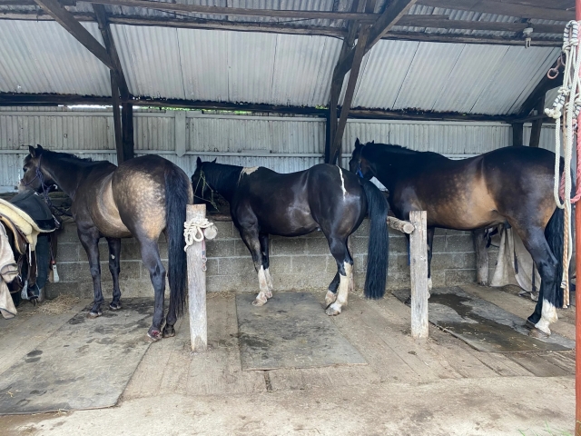 Tenemos caballos encantadores 