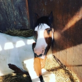 Pbaños a caballo por Portland y Granja para principiantes durante 1 hora