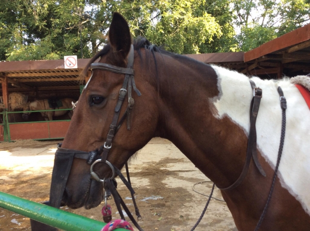  Tenemos los caballos más cariñosos