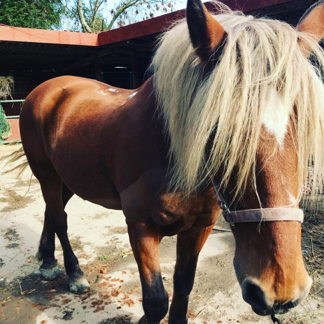 Caballos encantadores