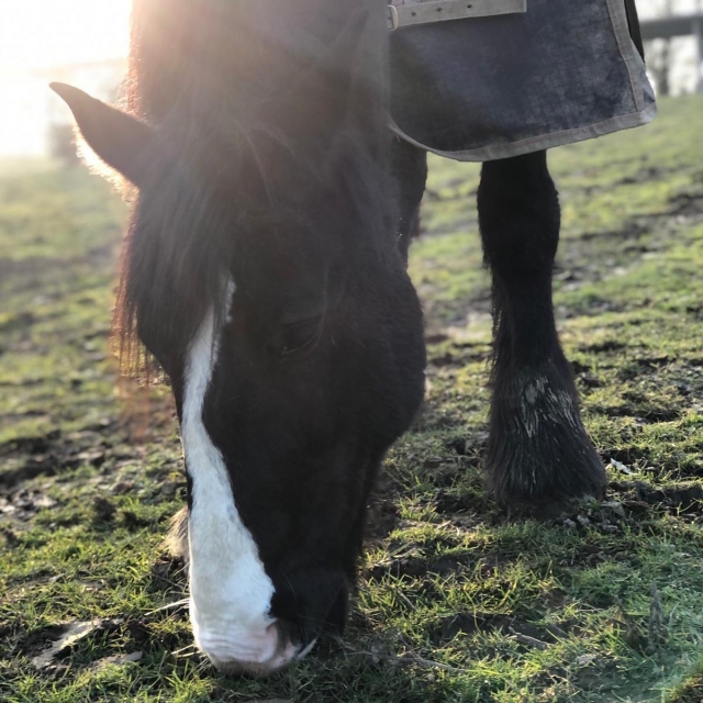 Los caballos están bien entrenados