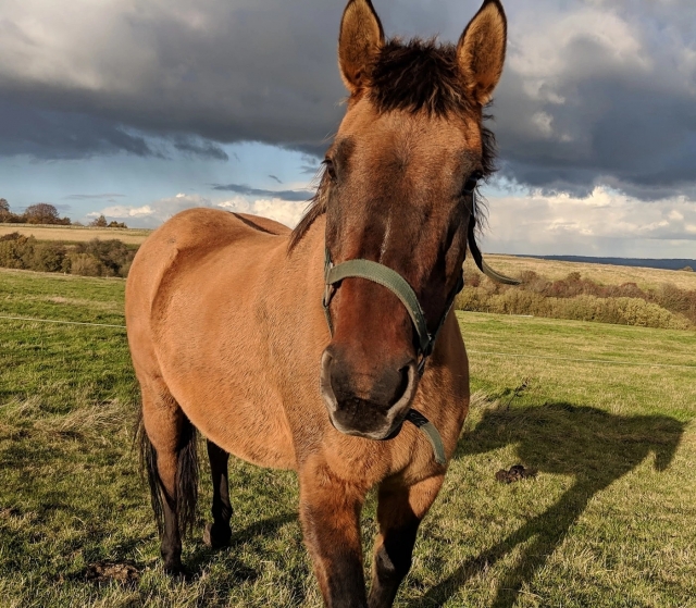 Nuestros caballos son preciosos 