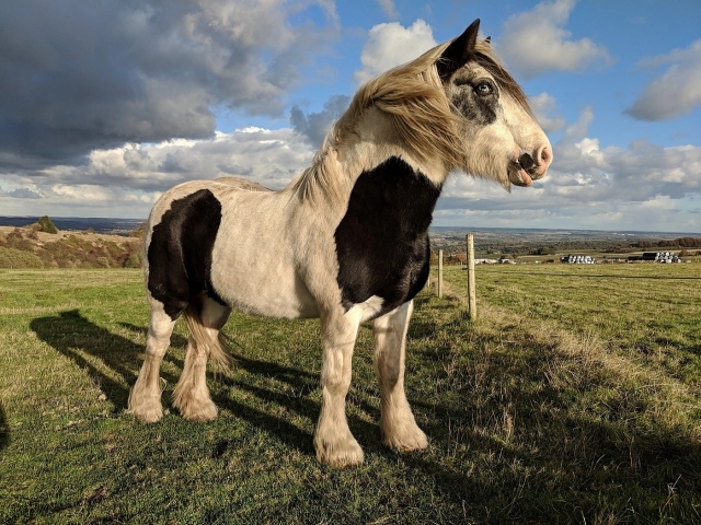 Tenemos los caballos más bonitos 