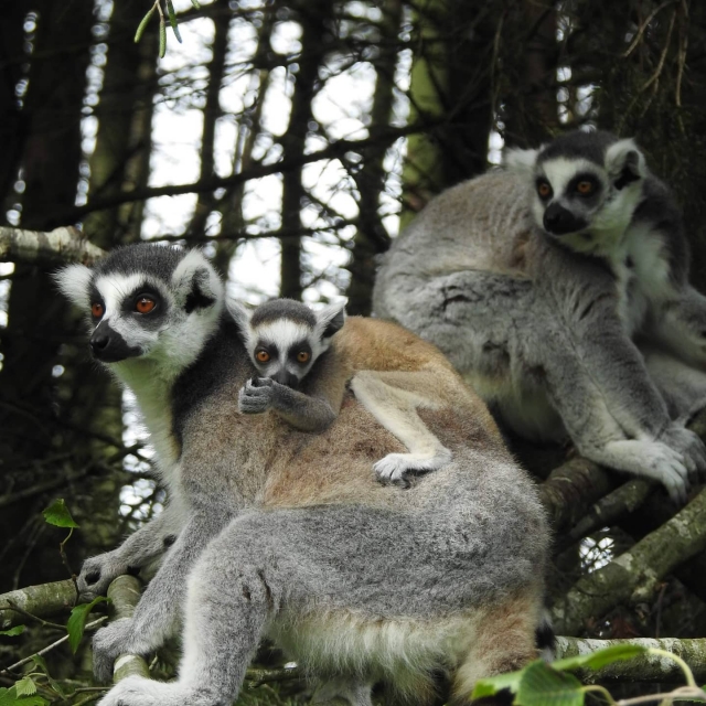 Visita nuestro Lemur 
