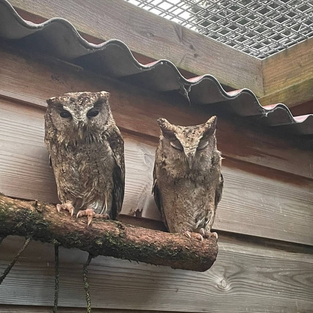  Búhos majestuosos 
