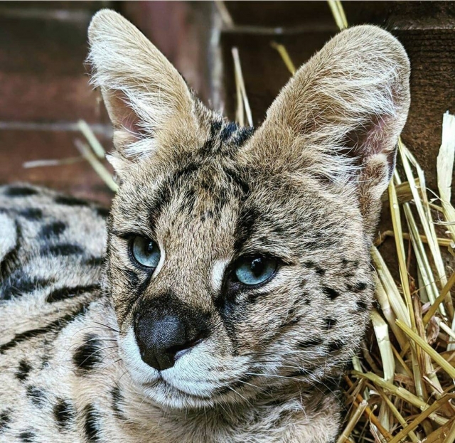  Conoce a nuestros servals 