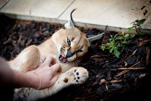  Acariciando a uno de nuestros Servals 