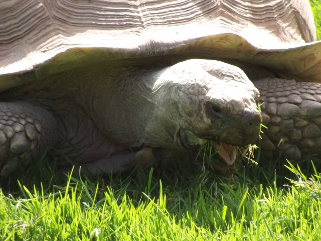  Una de nuestras tortugas tomando el sol 