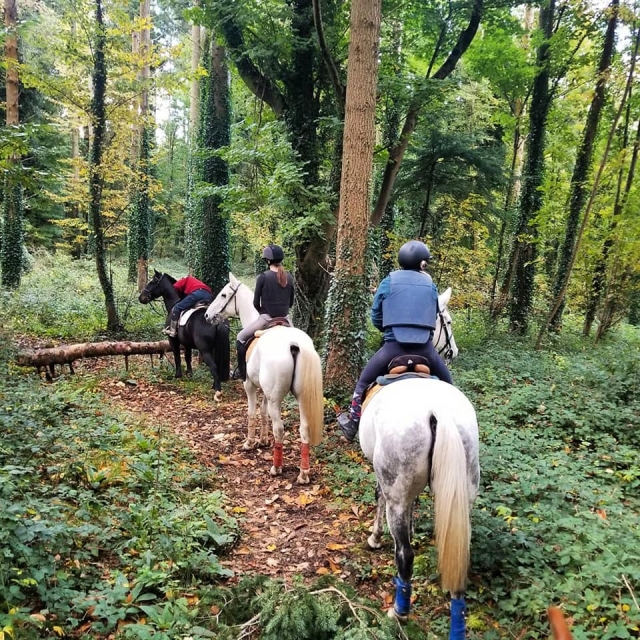  Explorando el bosque