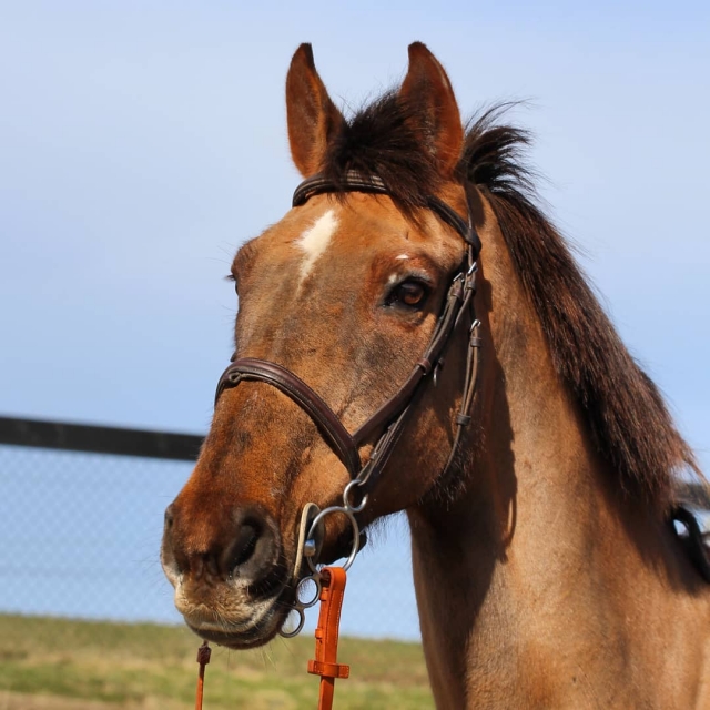  Tenemos una variedad de caballos