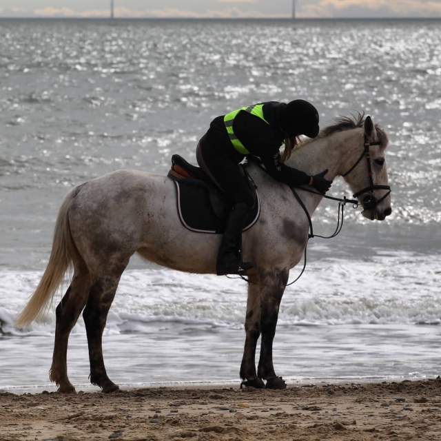  Amamos a nuestros caballos 