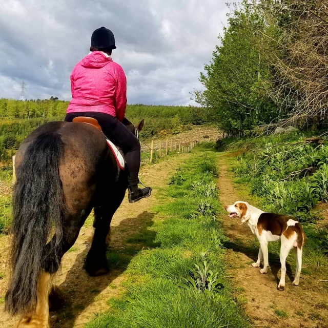  Clases de equitación en Irlanda