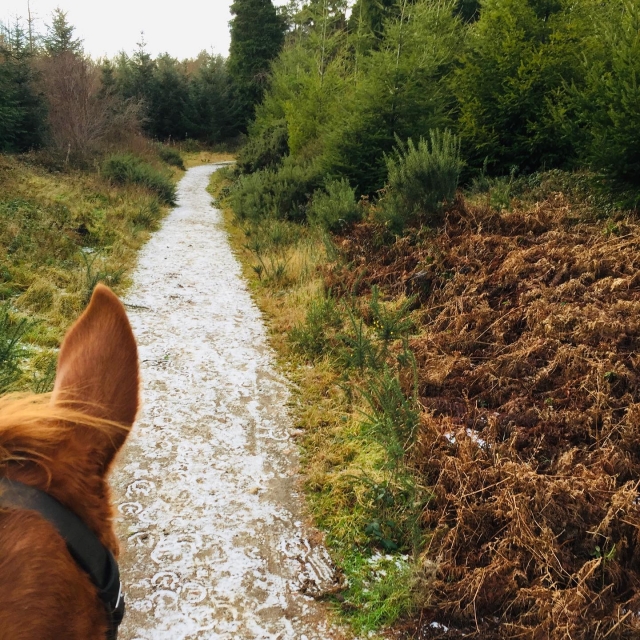Experiencia relajanle en el bosque 