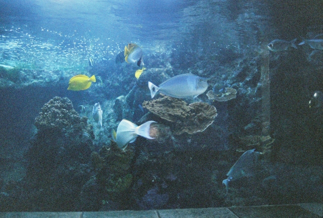  Disfruta de una aventura bajo el mar 