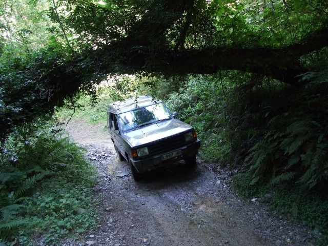 Viaja bajo los árboles