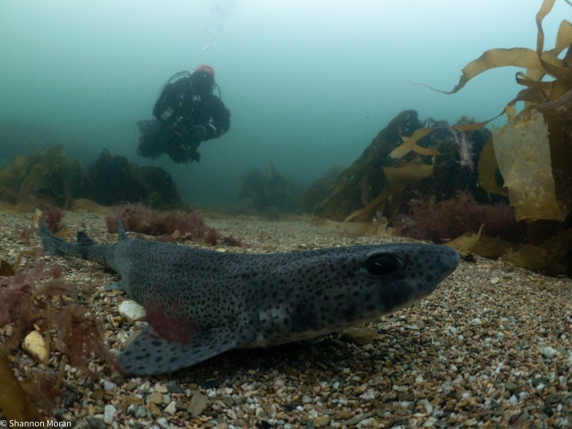 Explorando bajo el mar