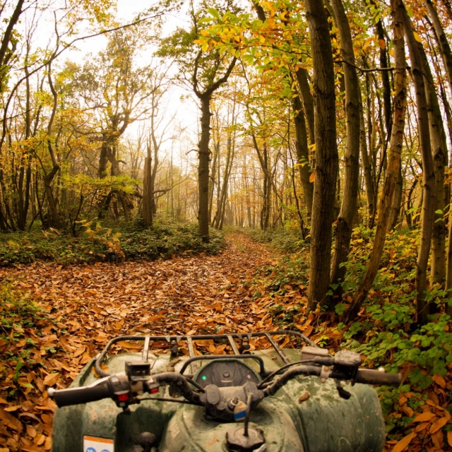  Contempla los maravillosos bosques