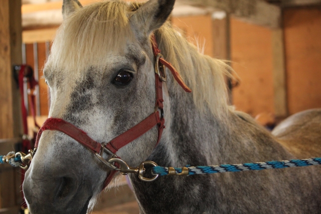  Nuestros caballos están ansiosos por conocerle 