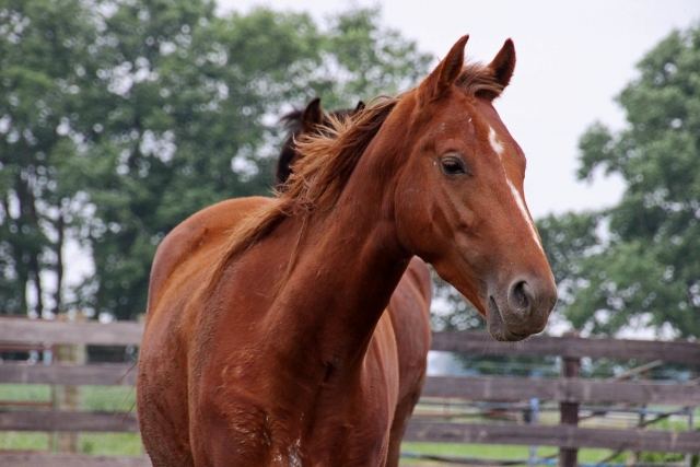  Tenemos muchos caballos amigables