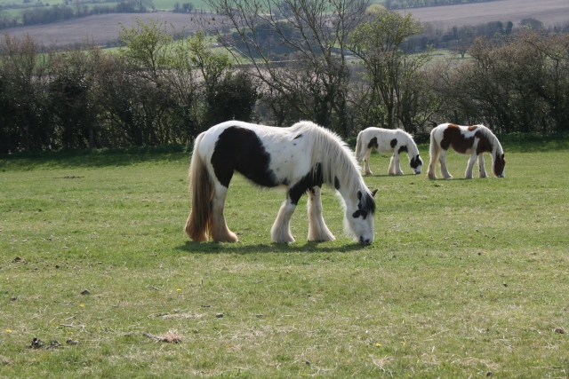  Contamos con un establo lleno de caballos 